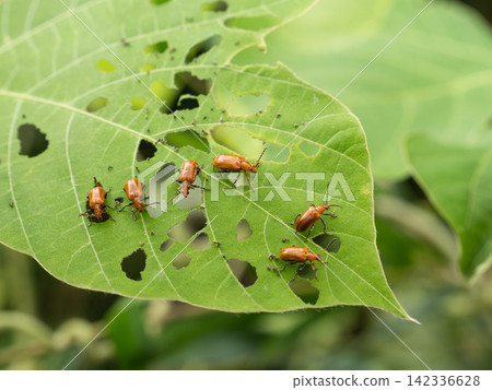 Kudzu beetle Kudzu beetle 142336628