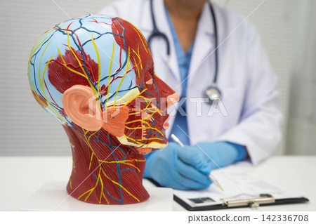 Asian doctor with half head and neck with vessels model. Asian doctor with half head and neck with vessels model. 142336708