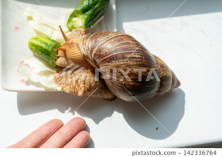 Big snail achatina pet. Animal at home. Eating cucumber veggies food Big snail achatina pet. Animal at home. Eating cucumber veggies food 142336764