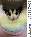 A sugar glider peeking out of a fluffy pouch 142337004