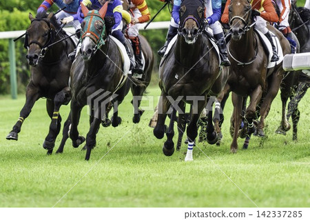 A scene from a horse racing track: a horse rounding the fourth corner in Niigata City, Niigata Prefecture. A scene from a horse racing track: a horse rounding the fourth corner in Niigata City, Niigata Prefecture. 142337285
