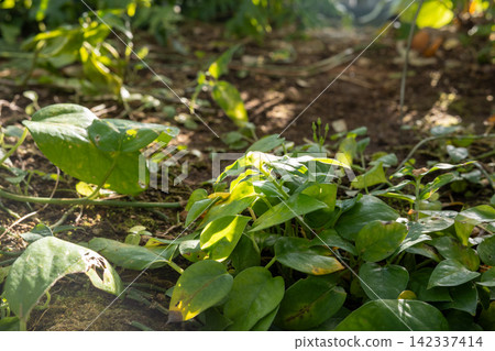 綠色的地被植物覆蓋在陽光照射的地面上。 綠色的地被植物覆蓋在陽光照射的地面上。 142337414