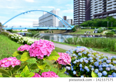 Fureai Bridge and a canoe seen through the hydrangeas blooming along the old Nakagawa River. Fureai Bridge and a canoe seen through the hydrangeas blooming along the old Nakagawa River. 142337575