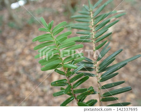 Fir and Hemlock Fir and Hemlock 142337695