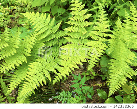 colorful fern plant colorful fern plant 142338366