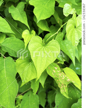 Brightly colored Dioscorea tokoro Brightly colored Dioscorea tokoro 142338367