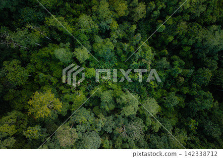 Aerial top down view of a lush green forest canopy. Aerial top down view of a lush green forest canopy. 142338712