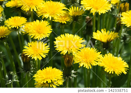 Yellow dandelion flowers on a background of green grass in the spring. Macro Yellow dandelion flowers on a background of green grass in the spring. Macro 142338751