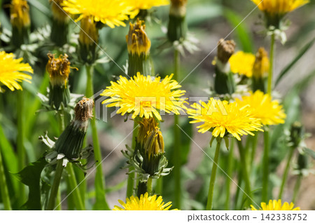 Yellow dandelion flowers on a background of green grass in the spring. Macro 142338752