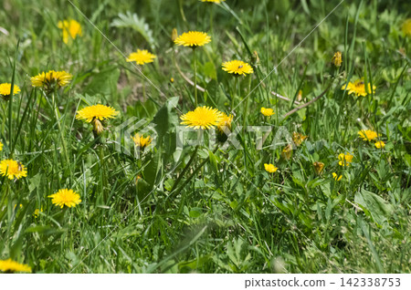Yellow dandelion flowers on a background of green grass in the spring. Yellow dandelion flowers on a background of green grass in the spring. 142338753