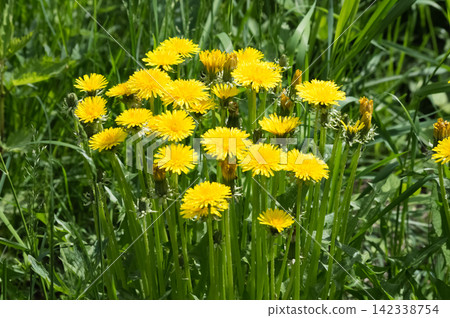 Yellow dandelion flowers on a background of green grass in the spring. Yellow dandelion flowers on a background of green grass in the spring. 142338754