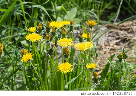 Yellow dandelion flowers on a background of green grass in the summer. Yellow dandelion flowers on a background of green grass in the summer. 142338755