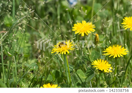 Yellow dandelion flowers on a green meadow in spring. Yellow dandelion flowers on a green meadow in spring. 142338756