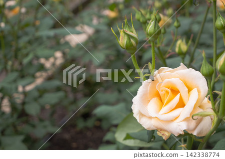優雅盛開的乳黃色玫瑰花朵和花苞 142338774