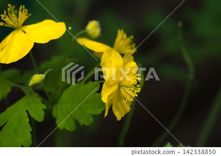 Yellow celandine flower (Chelidonium) with green leaves. Close-up against a dark background. Macro Yellow celandine flower (Chelidonium) with green leaves. Close-up against a dark background. Macro 142338850