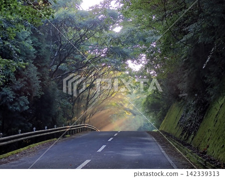 樹木環繞的道路 樹木環繞的道路 142339313