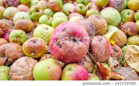 Close up of rotten apples, selective focus. 142339390