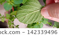 Large-leaf shiso leaves infested with spider mites 142339496