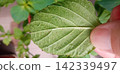 Large-leaf shiso leaves infested with spider mites 142339497