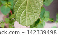 Large-leaf shiso leaves infested with spider mites 142339498