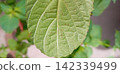 Large-leaf shiso leaves infested with spider mites 142339499