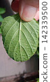 Large-leaf shiso leaves infested with spider mites 142339500