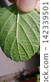 Large-leaf shiso leaves infested with spider mites 142339501