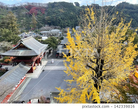 一棵巨大的銀杏樹和祐德稻荷神社的神社建築（佐賀縣鹿島市） 142339816