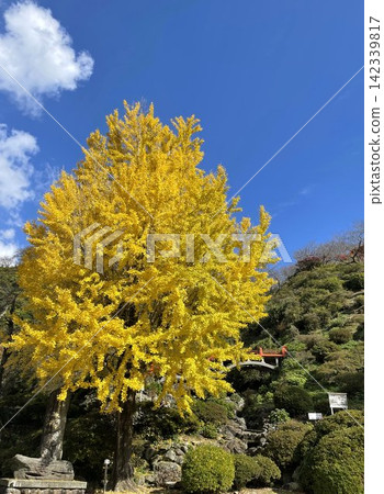祐德稻荷神社（佐賀縣鹿島市）的大銀杏樹和紅色橋樑 142339817