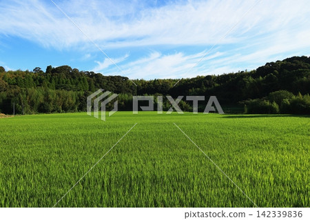 Rice field with ripe rice Rice field with ripe rice 142339836