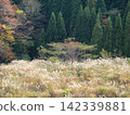 秋天，一片蒲葦草覆蓋著山村。 142339881