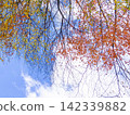 紅黃相間的秋葉點綴著藍天。 142339882