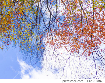 紅黃相間的秋葉點綴著藍天。 142339882