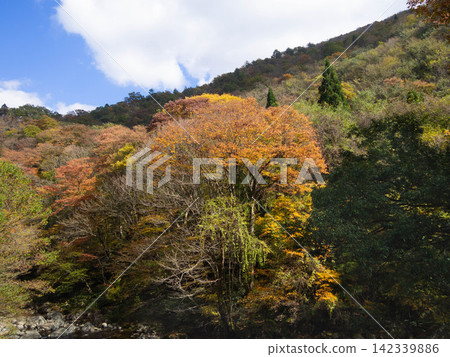 秋日的山巒和樹葉在藍天下變色 秋日的山巒和樹葉在藍天下變色 142339886