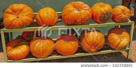 A collection of pumpkins in bright orange colors arranged on a wooden shelf at a market, featuring different shapes and sizes, illuminated by natural sunlight in an outdoor setting A collection of pumpkins in bright orange colors arranged on a wooden shelf at a market, featuring different shapes and sizes, illuminated by natural sunlight in an outdoor setting 142339891