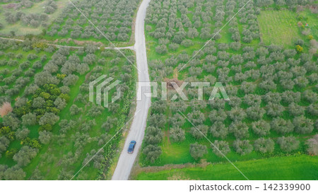 A vehicle travels on a winding road bordered by expansive olive fields in Crete, highlighting the Mediterranean agricultural landscape with rich greenery and organized rows of olive trees 142339900
