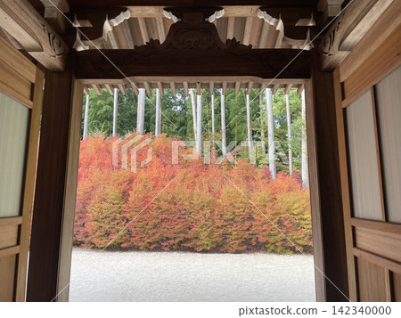 從寺門望見野宮山觀音寺的 Enkianthus perulatus(福岡縣笹栗町) 從寺門望見野宮山觀音寺的 Enkianthus perulatus(福岡縣笹栗町) 142340000