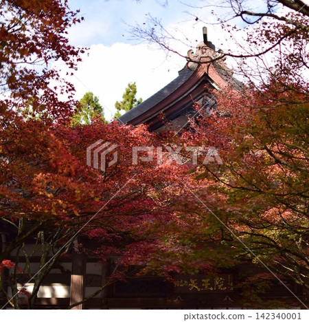 野宮山觀音寺正殿，四周環繞著秋葉（福岡縣笹栗町） 142340001
