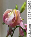 淡粉紅色的百合花和綠色的花苞低垂著頭，緩緩綻放。 142340269