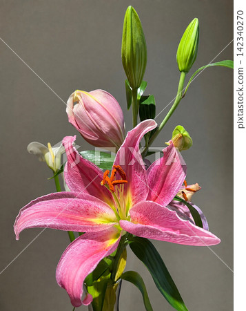Vibrant pink lilies and buds blooming against a gray background. Vibrant pink lilies and buds blooming against a gray background. 142340270