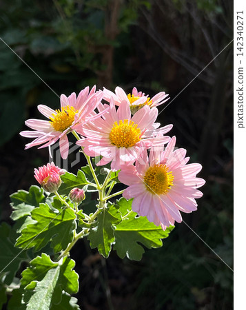 陽光下盛開的淡粉色菊花 陽光下盛開的淡粉色菊花 142340271