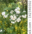 Vertical close up shot of a lush green garden bush filled with fresh open white flowers blooming during a summer day in Hausham, Upper Bavaria, Germany 142340302