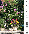 Summer garden patio corner featuring blooming pink rose bushes and green plants in traditional clay pots near a house in Hausham, Upper Bavaria, Germany. 142340303