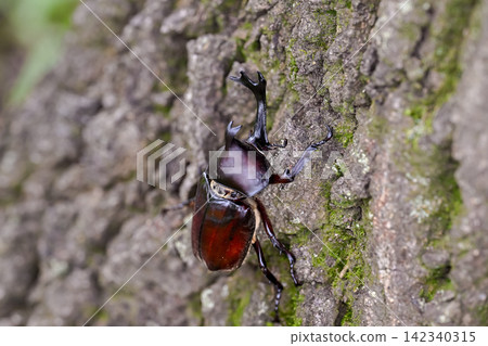 A beetle climbing a tree A beetle climbing a tree 142340315