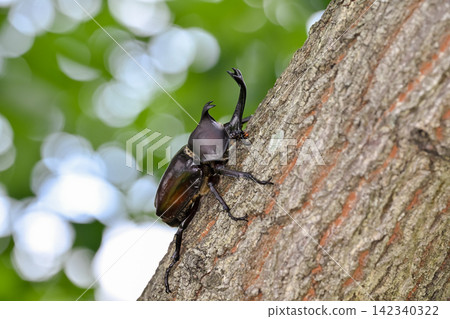 A beetle climbing a tree A beetle climbing a tree 142340322