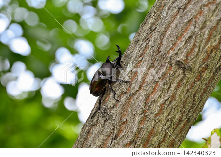 A beetle climbing a tree A beetle climbing a tree 142340323