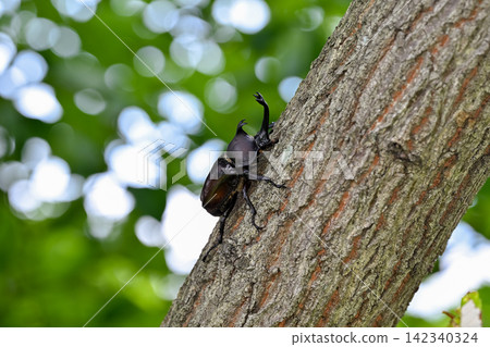 A beetle climbing a tree A beetle climbing a tree 142340324