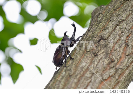 A beetle climbing a tree A beetle climbing a tree 142340336