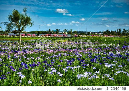 A cluster of irises and a blue sky A cluster of irises and a blue sky 142340466