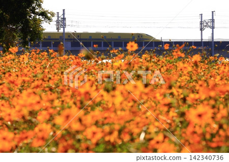 A Shinkansen bullet train will run through the Hige-no-Watashi Cosmos Garden (Amagasaki City, Hyogo Prefecture). A Shinkansen bullet train will run through the Hige-no-Watashi Cosmos Garden (Amagasaki City, Hyogo Prefecture). 142340736